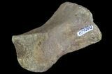 Fossil Hadrosaur Digit - Aguja Formation, Texas #88813-3